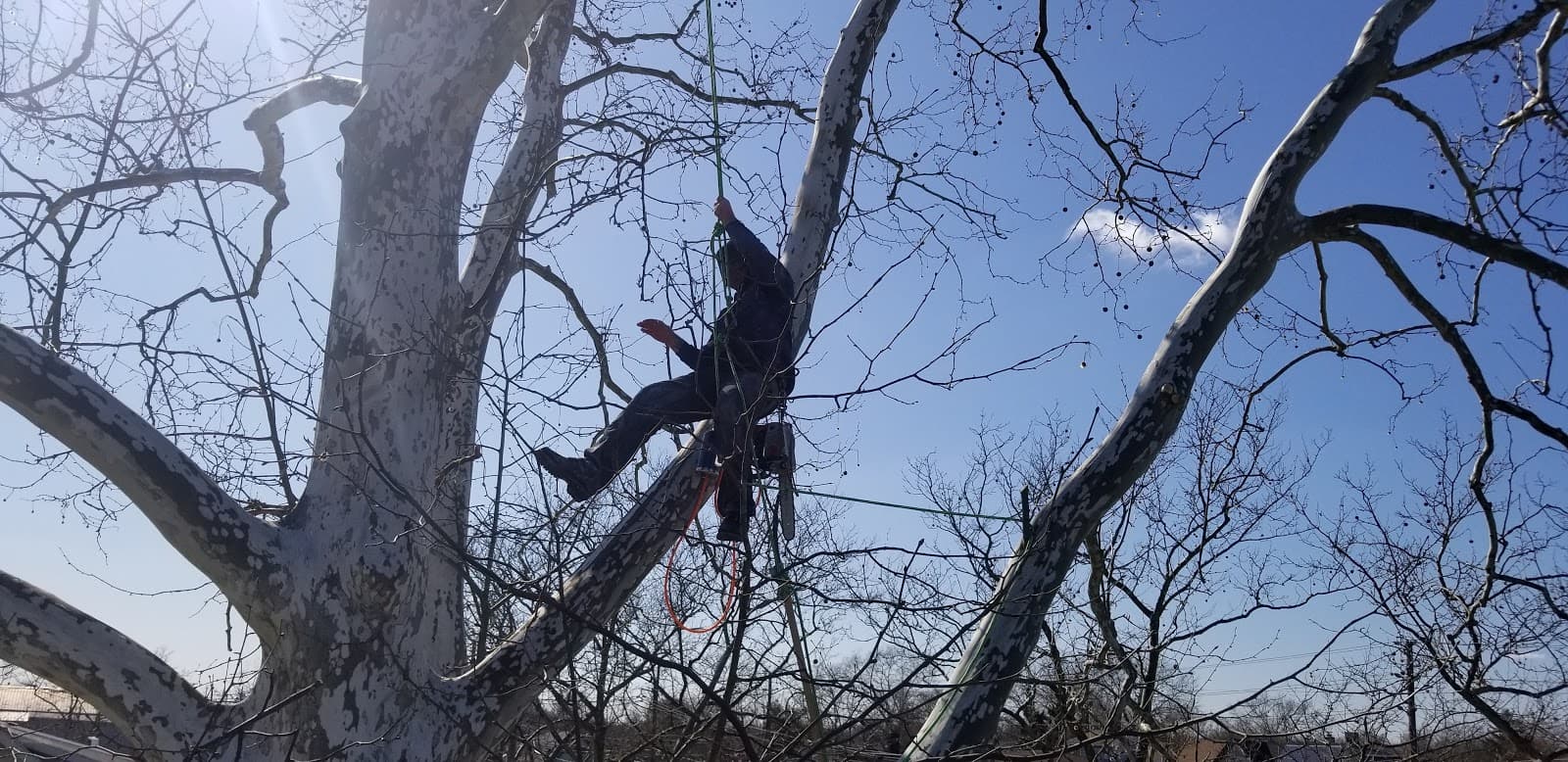 Taylor Expert Arborists - Tree Trimming and Tree Removal Services