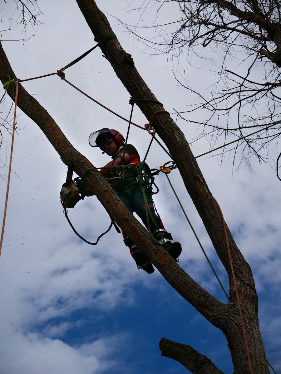 Mountain Cat Tree Care