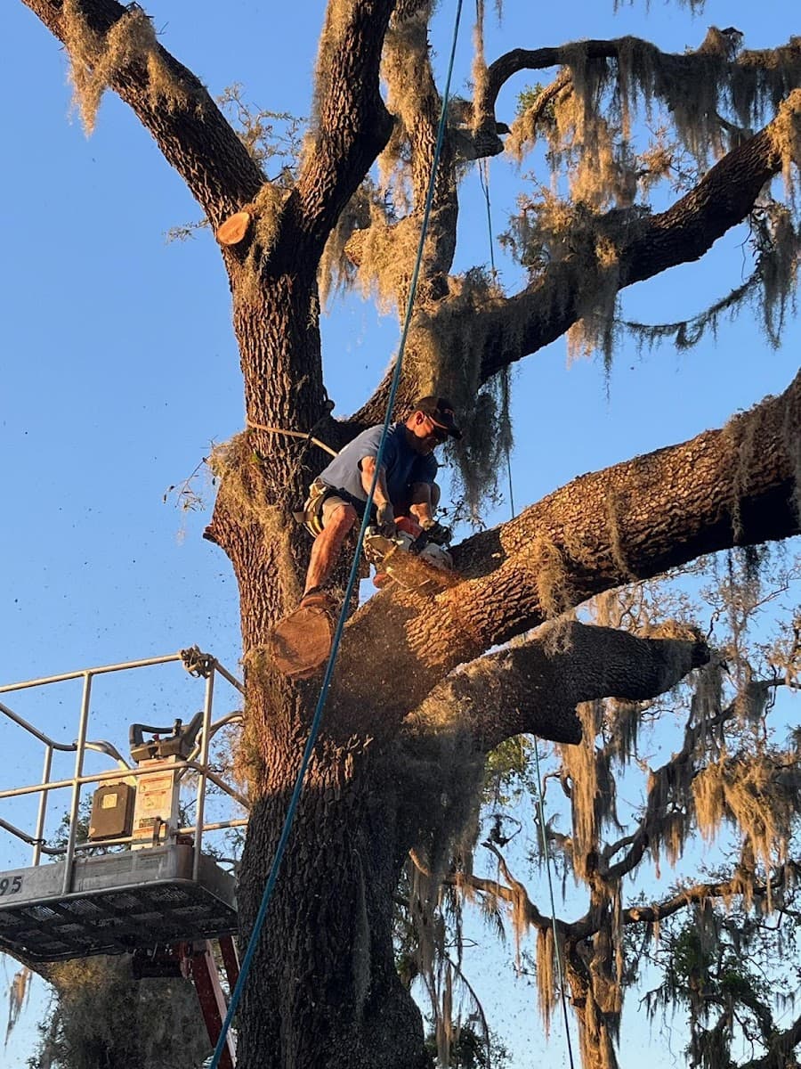 Pocket Friendly Tree Service