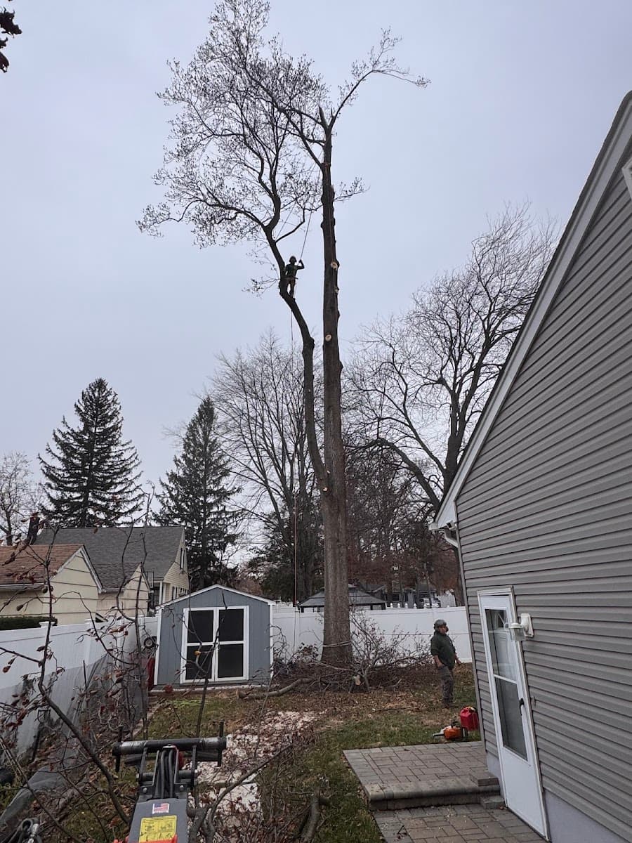 American Dream Tree Experts