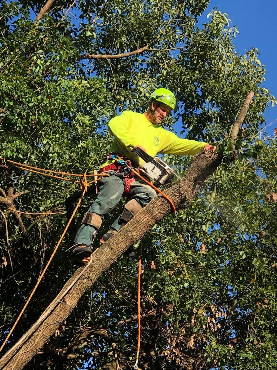 Tree Cutters of Florida