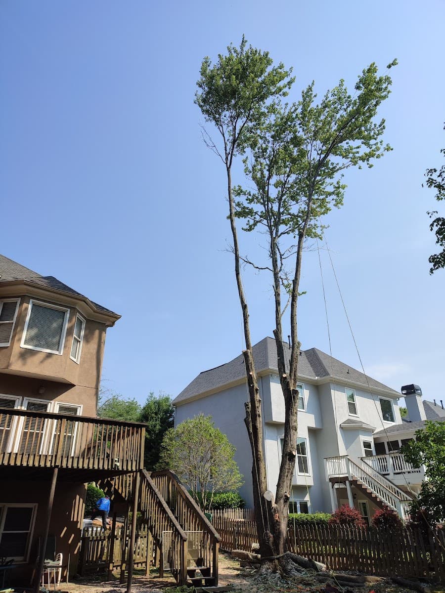 Mountain View Tree Service