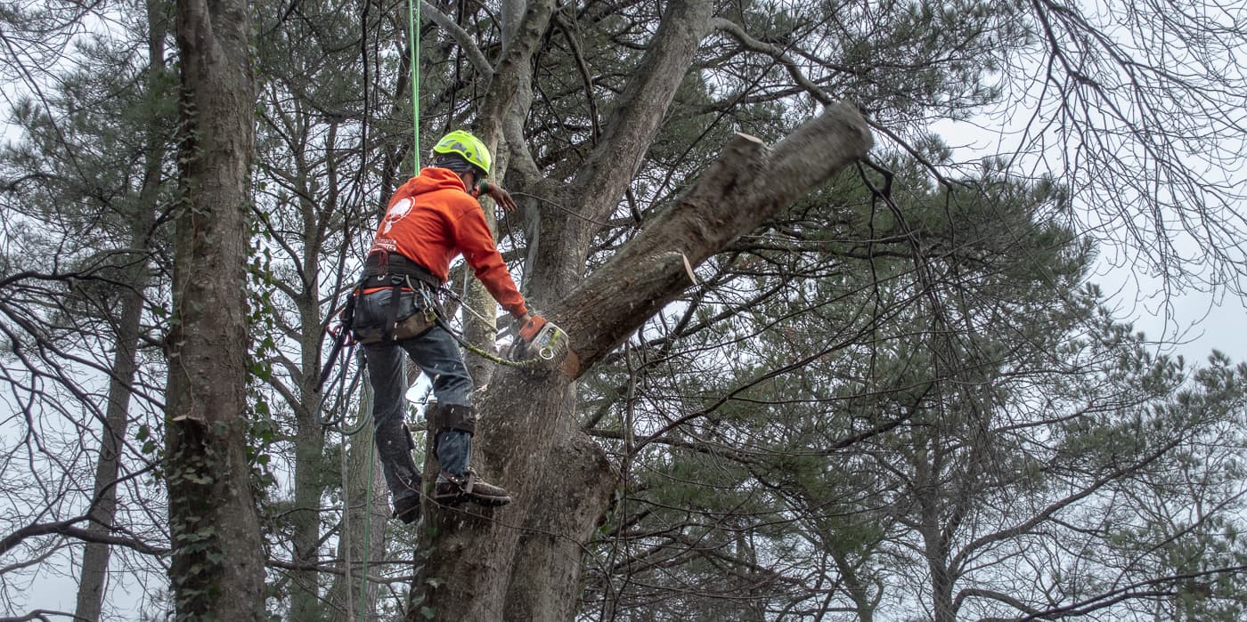 Delmarva Tree Service