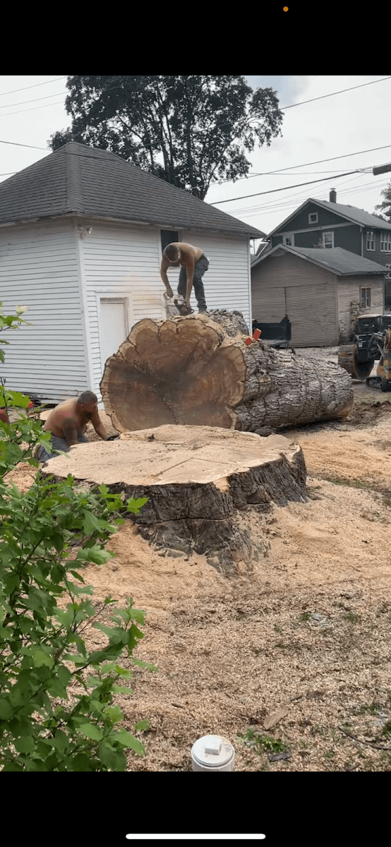 J&S Tree and Stump Removal