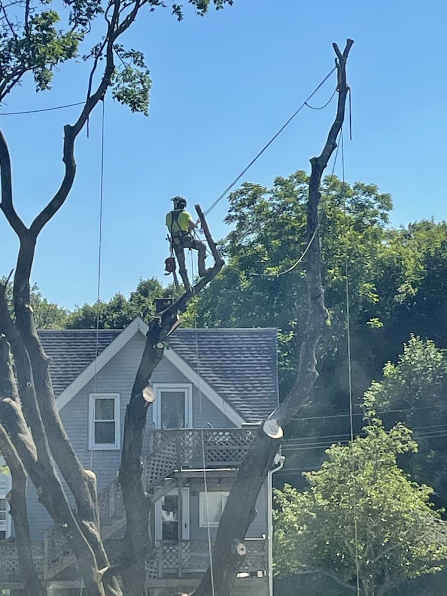 Cambium Tree Works LLC