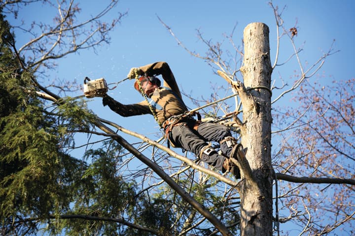 Ajax Tree Service, L.L.C.