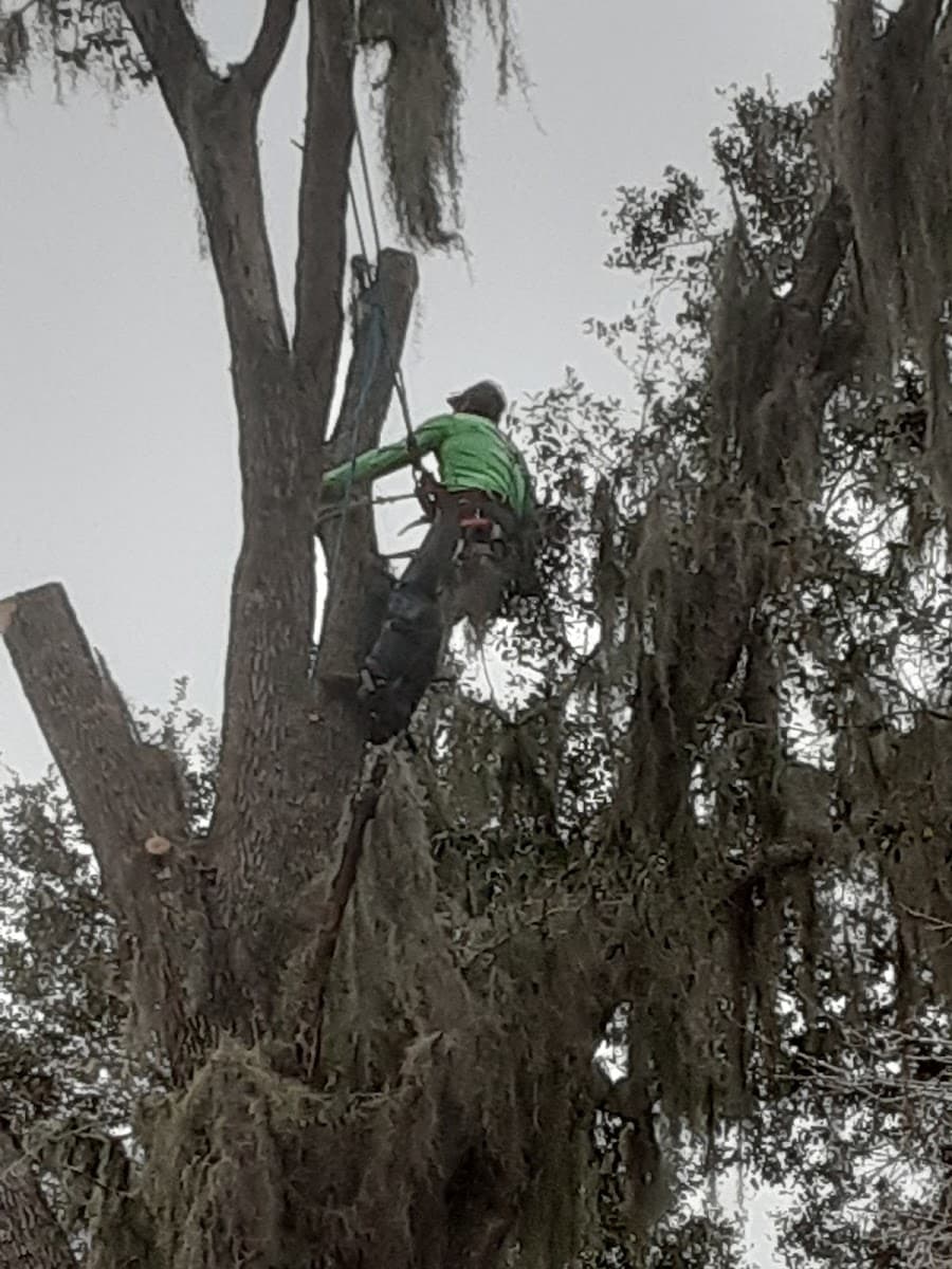 David's Tree Service