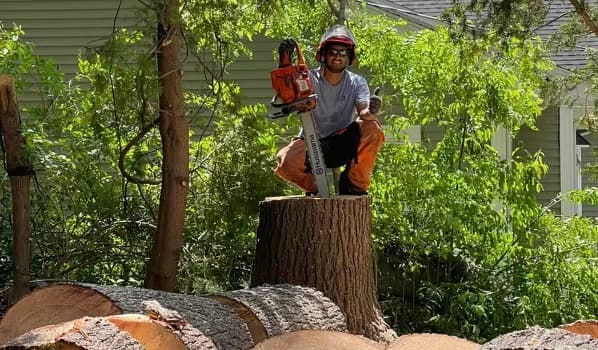 Prata’s Tree service