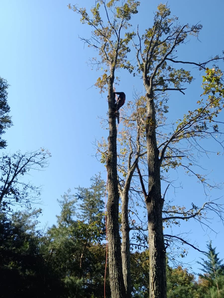 Allison Tree & Landscaping