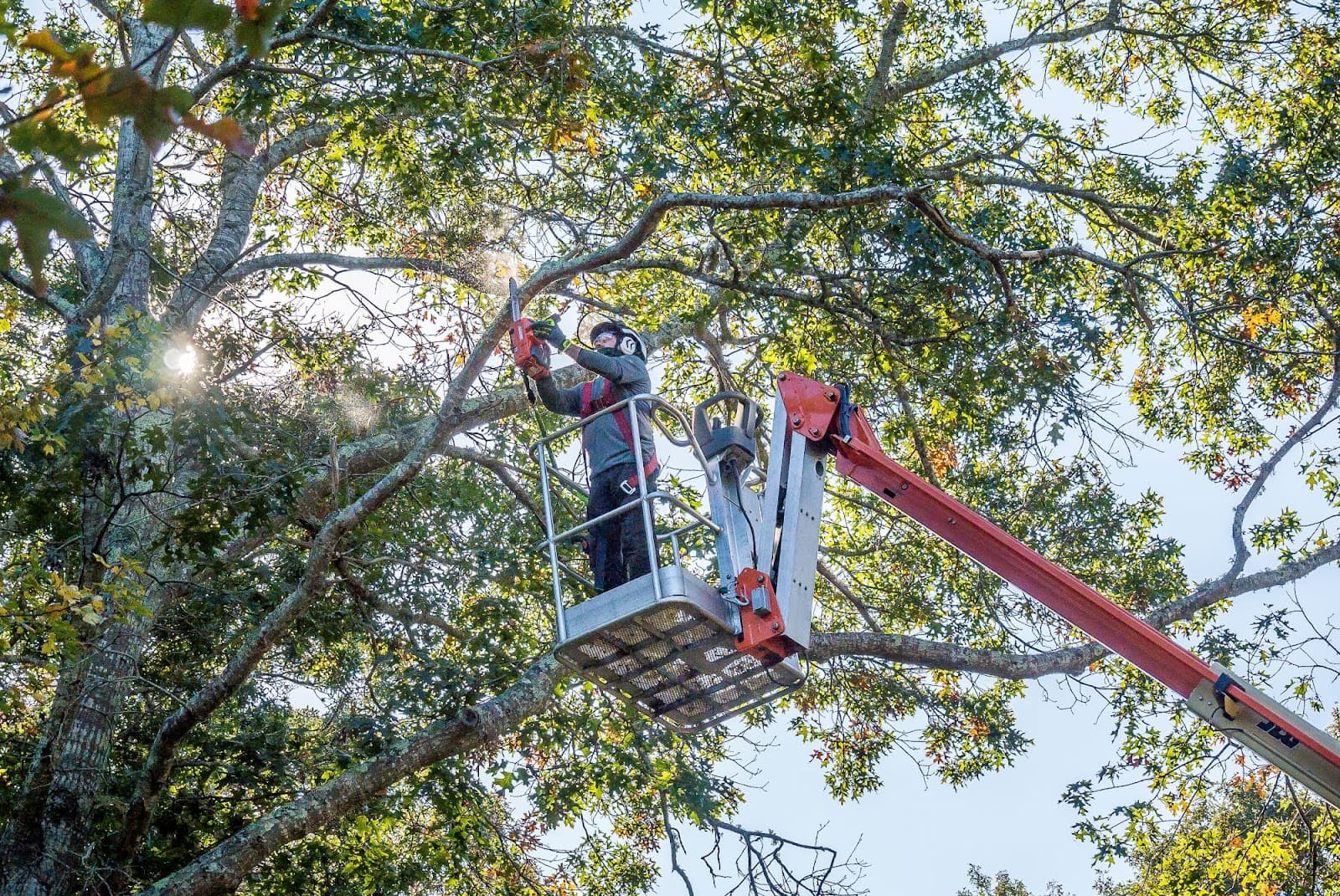 Tree Fellers Inc Arbor Care