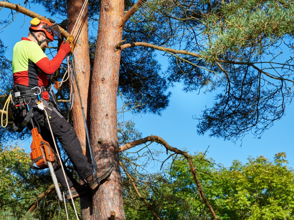 Wellspring Tree Care
