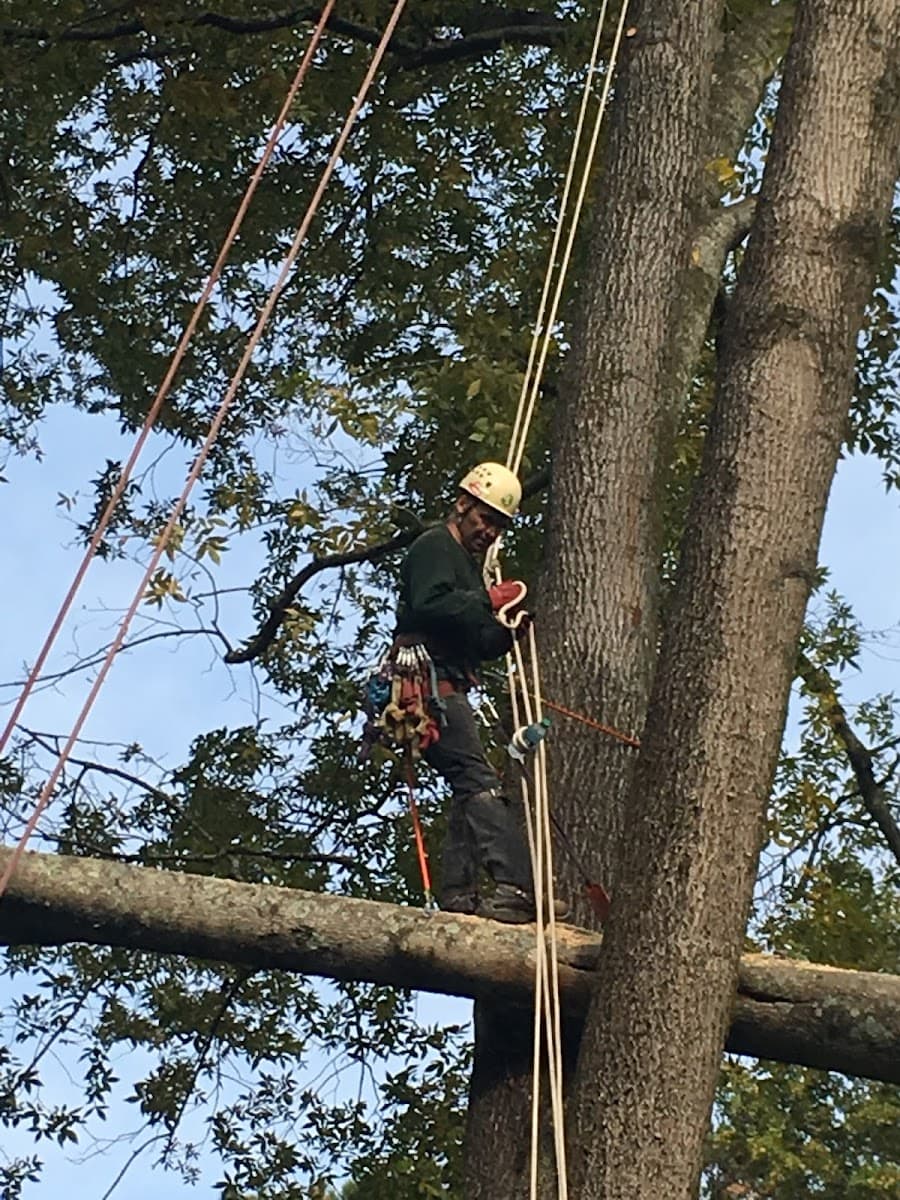 Flores Tree Service Inc.