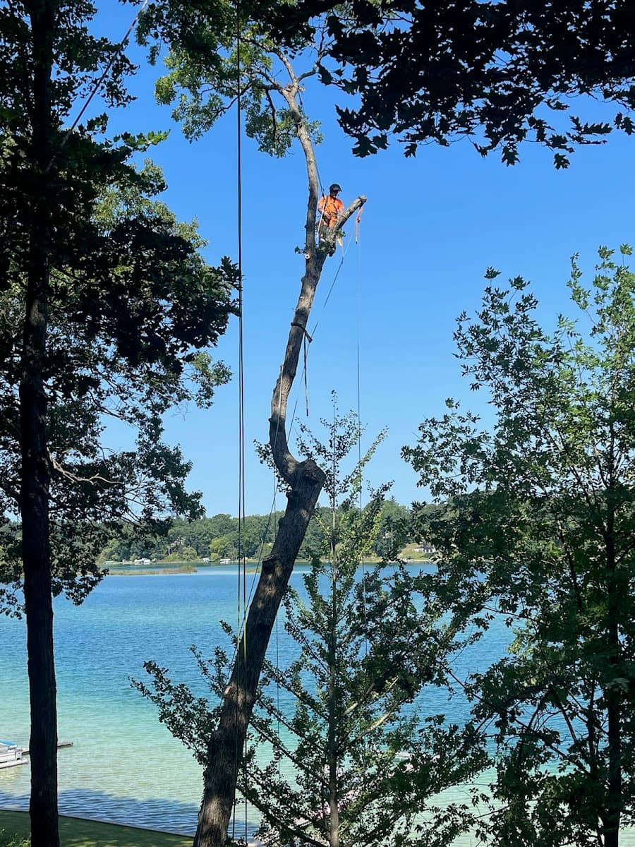 Progressive Tree Service LLC