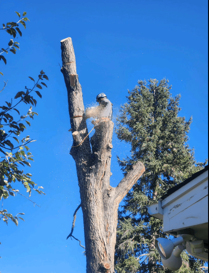 Taylor Tree Removal Company