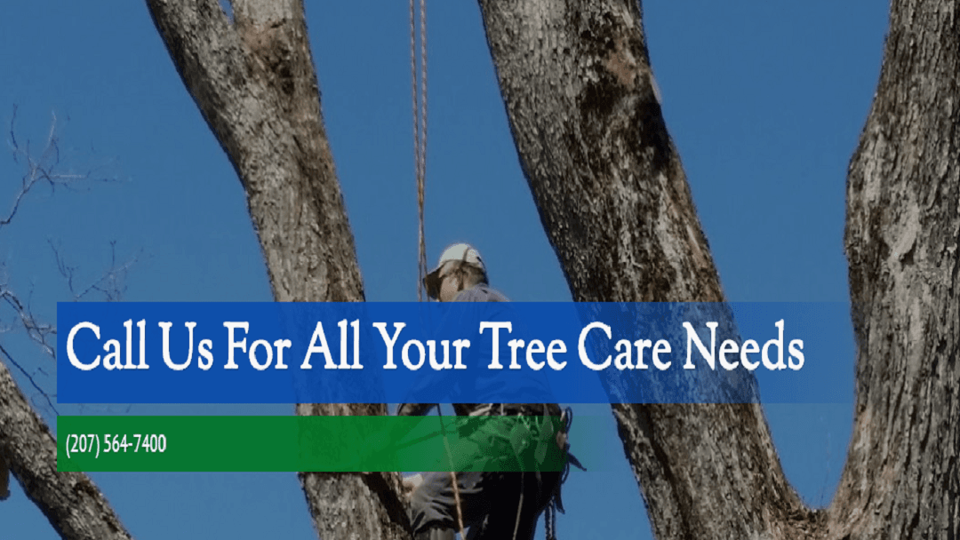 Bluewater Tree Service