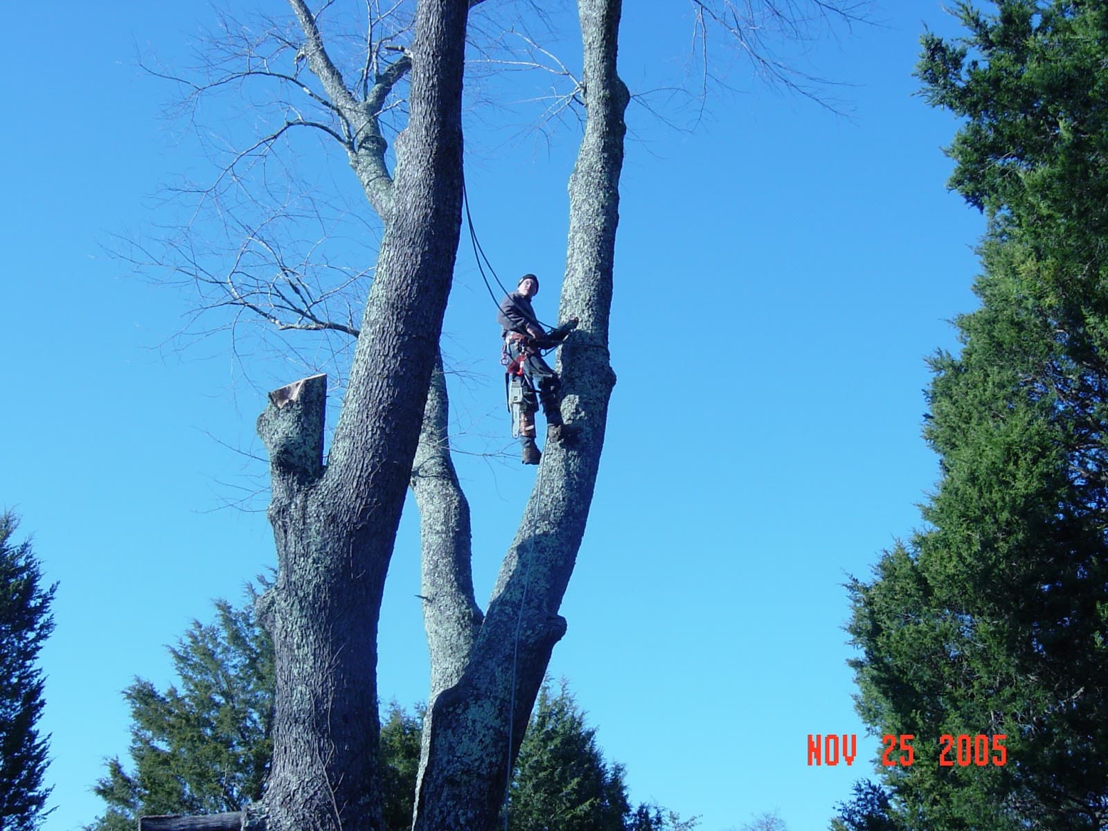 J's Tree Service