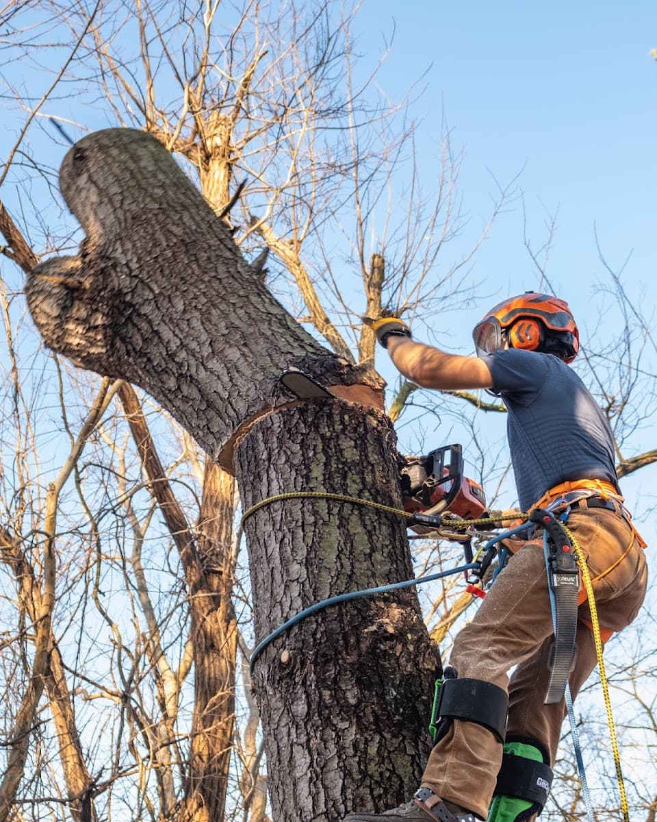 Arborist Tree Care