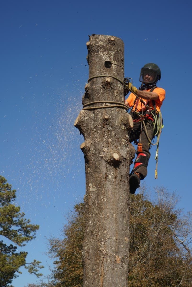 Rocksteady Tree Care