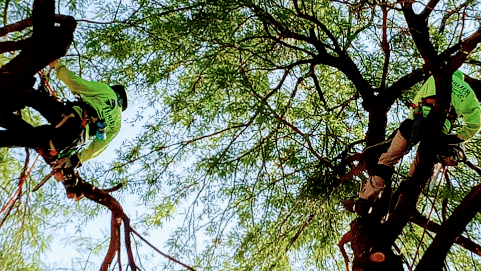 Tree Services Tucson AZ by Brijer Resources