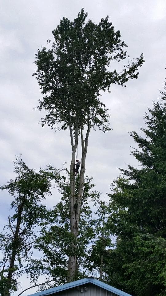 Summit Tree Care And Removal