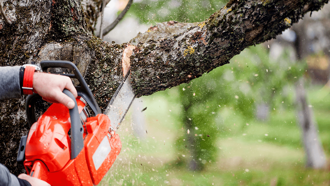 Bargain Tree Service