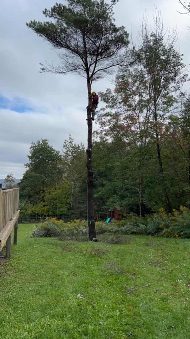 L&H Tree Service, Excavation, and Construction LLC