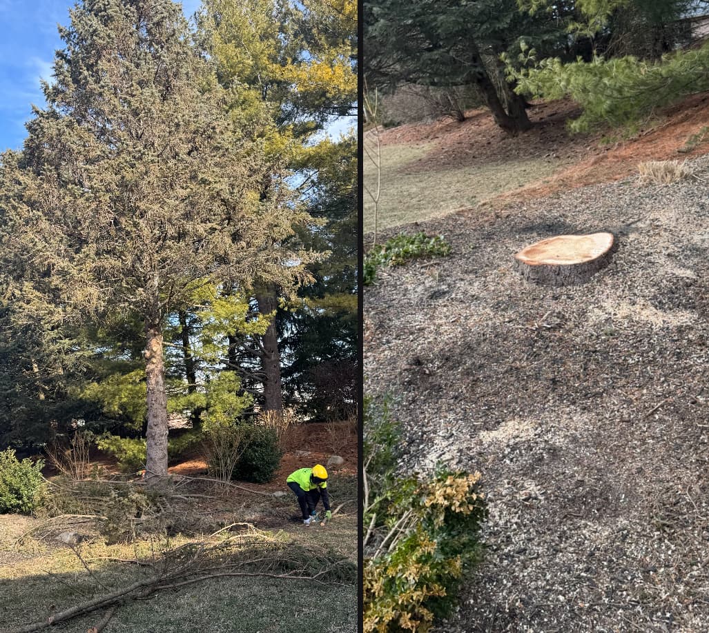 Manny's Lawn & Tree Service