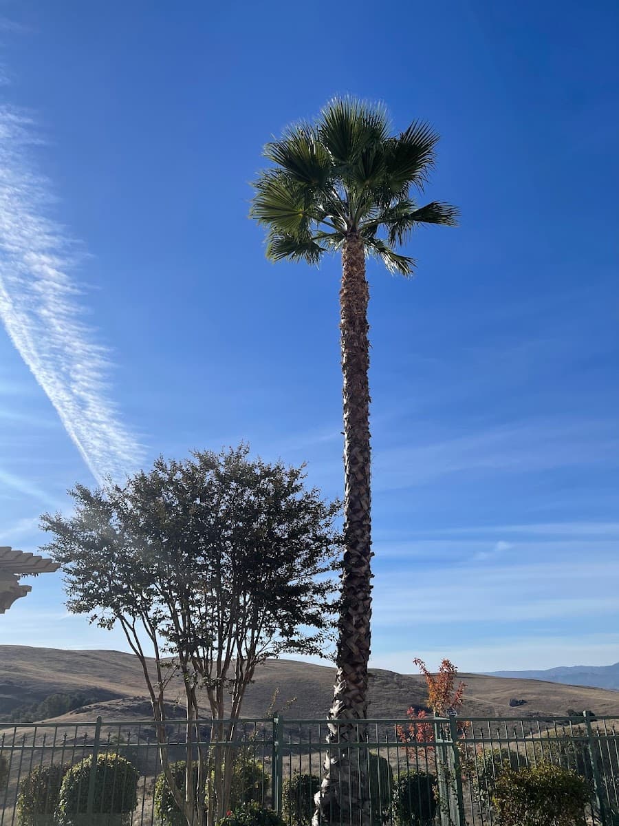 Godinez Tree Care, INC