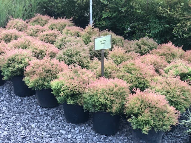 Alvaton Nursery and Landscape