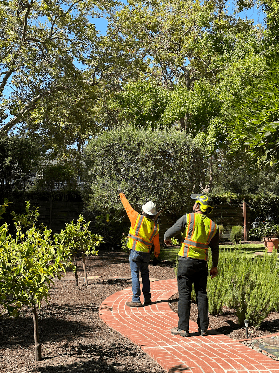 NewVista Tree Service