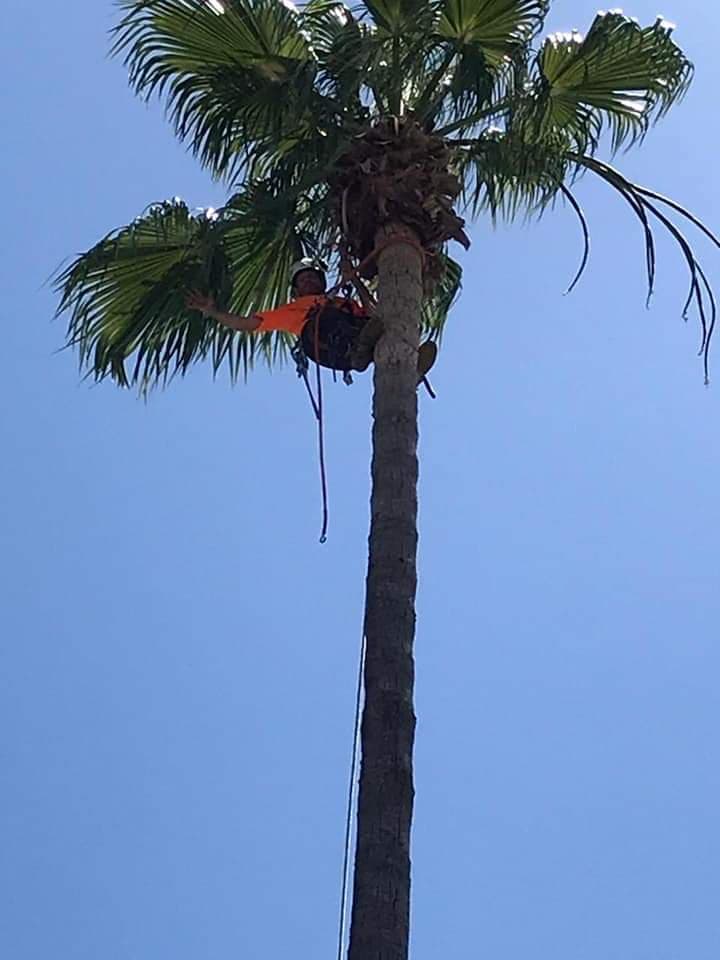 NorCal Affordable Tree service