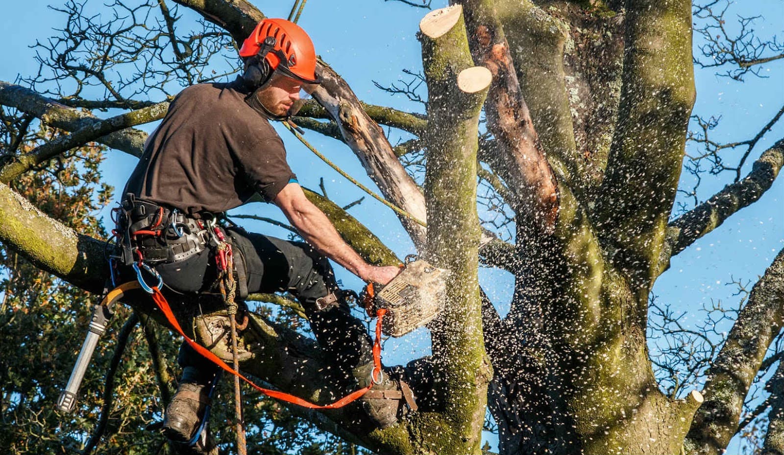 Sasquatch Tree Service, LLC
