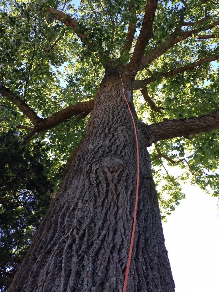 Pine Barrens Tree LLC