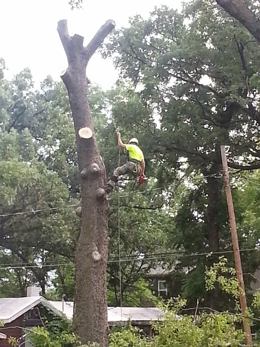 Mr Rogers Tree Service LLC