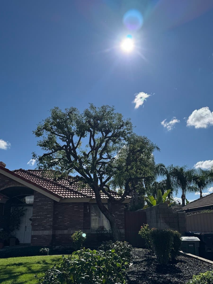 Henriquez Tree Service