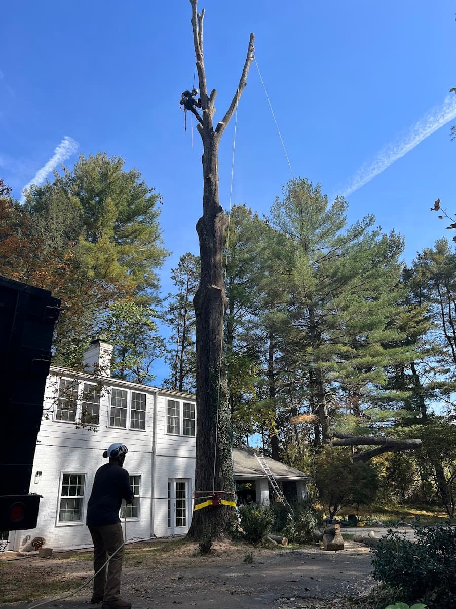 Jones Tree Service & Landscaping, LLC