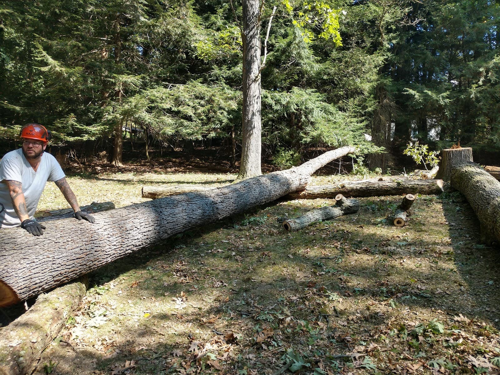 Perkins Tree Service