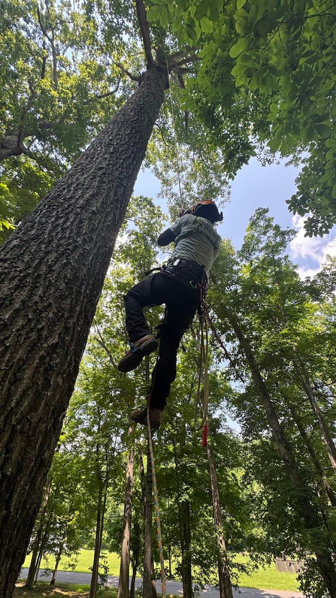 Greenbrier Tree Experts