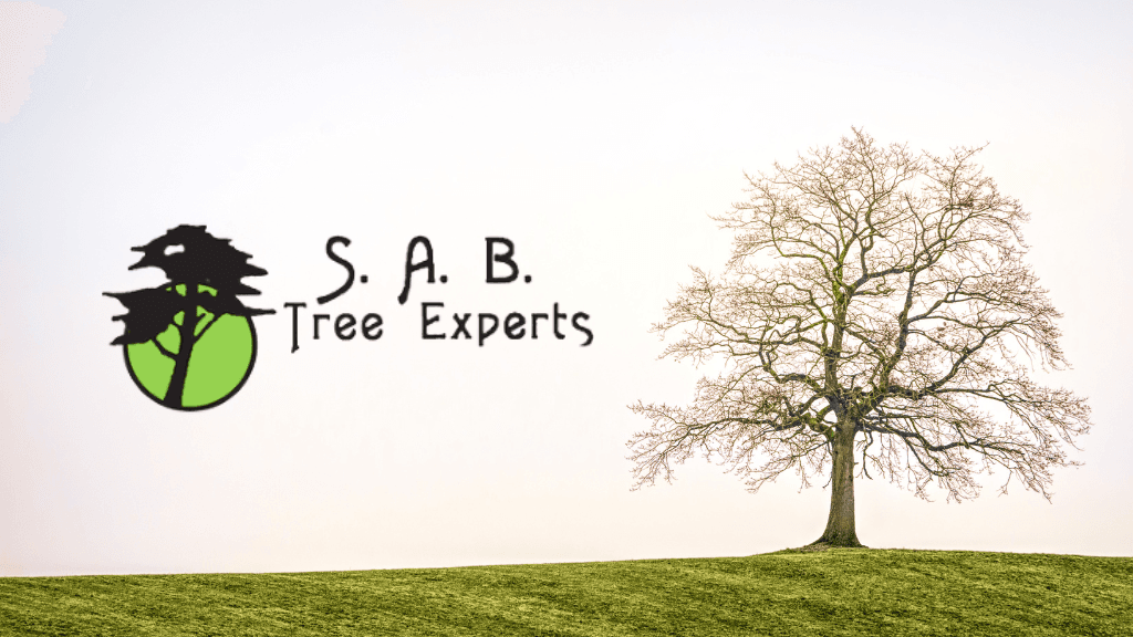 S. A. B. Tree Experts LLC