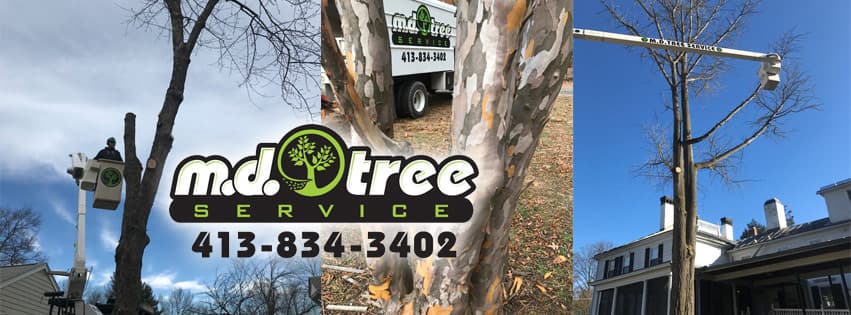 MD Tree Service