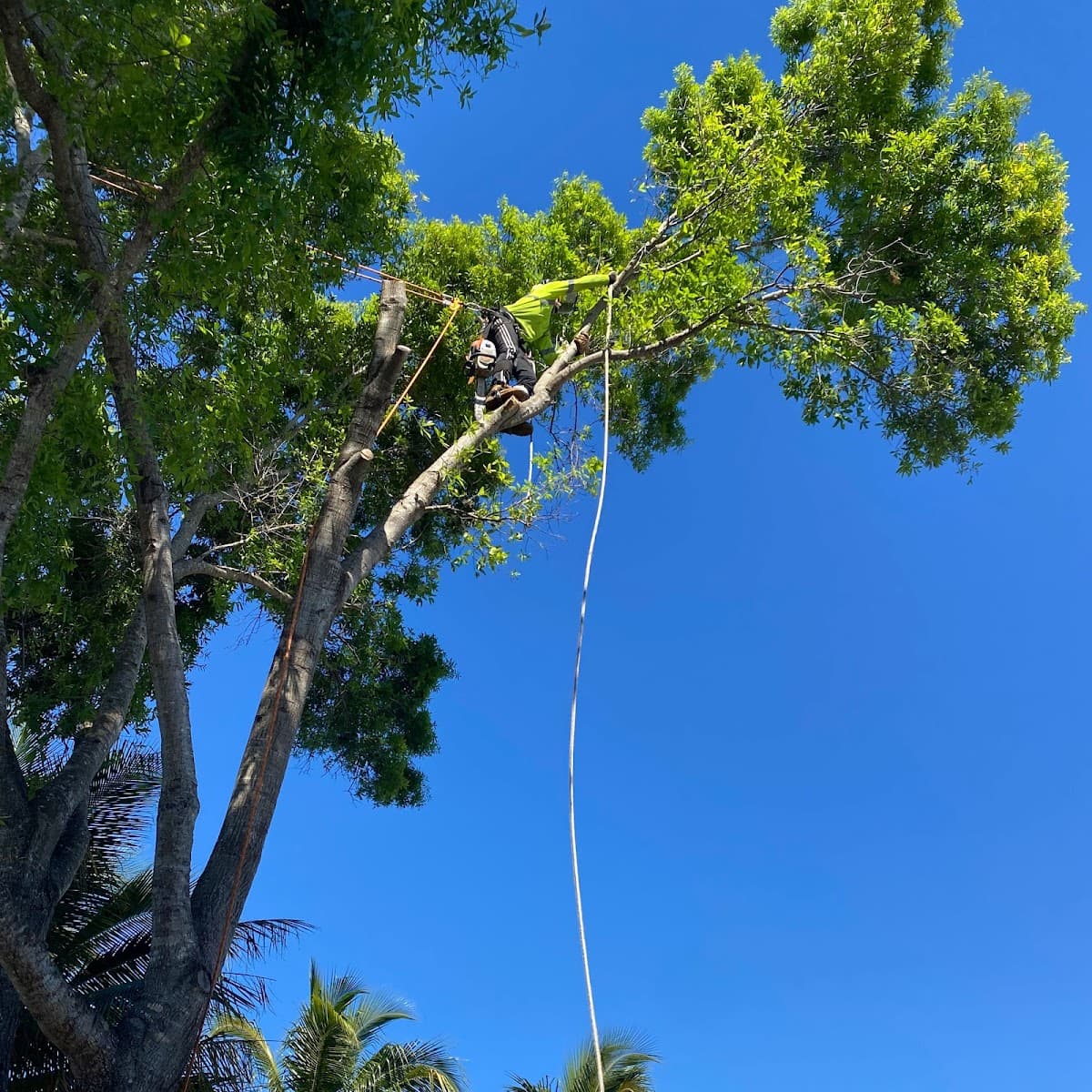 Affordable Tree Service Inc. - Tree Service Miami