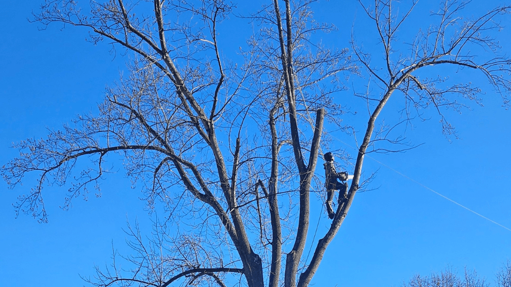 Dyer's Tree Service