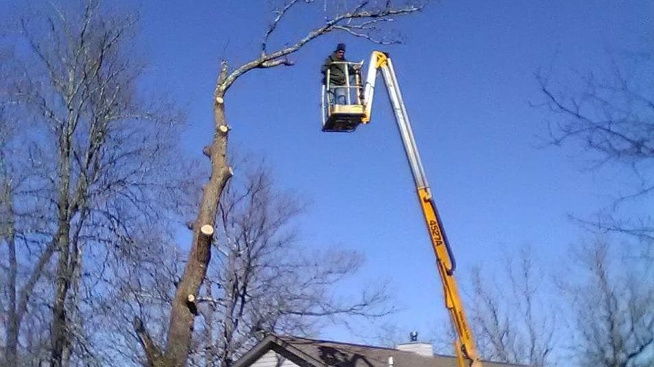 North Arkansas Tree Services