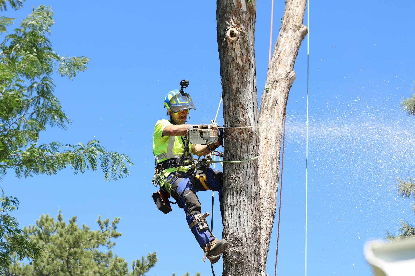 Rent A Monkey Tree Service