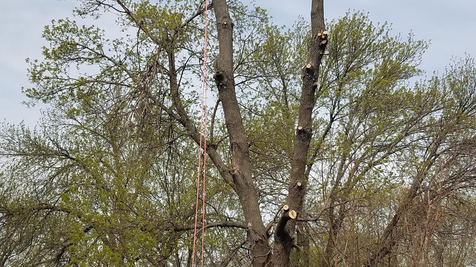 Lakeland Tree Service LLC