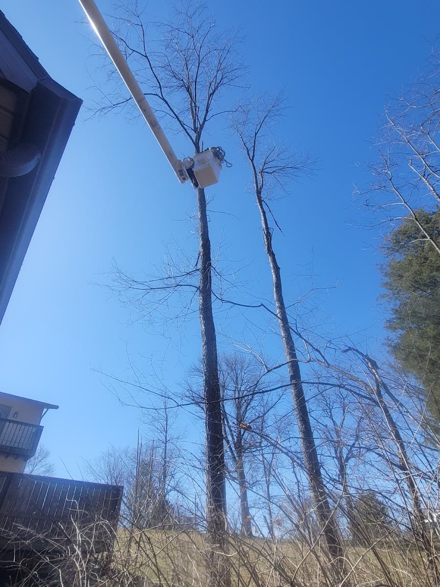 Withers Tree Service