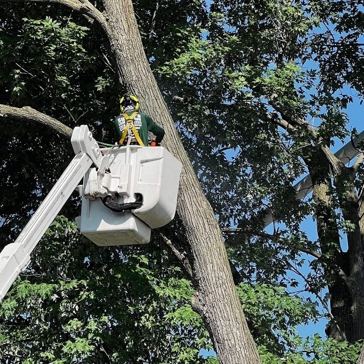 Sutter's Tree Service