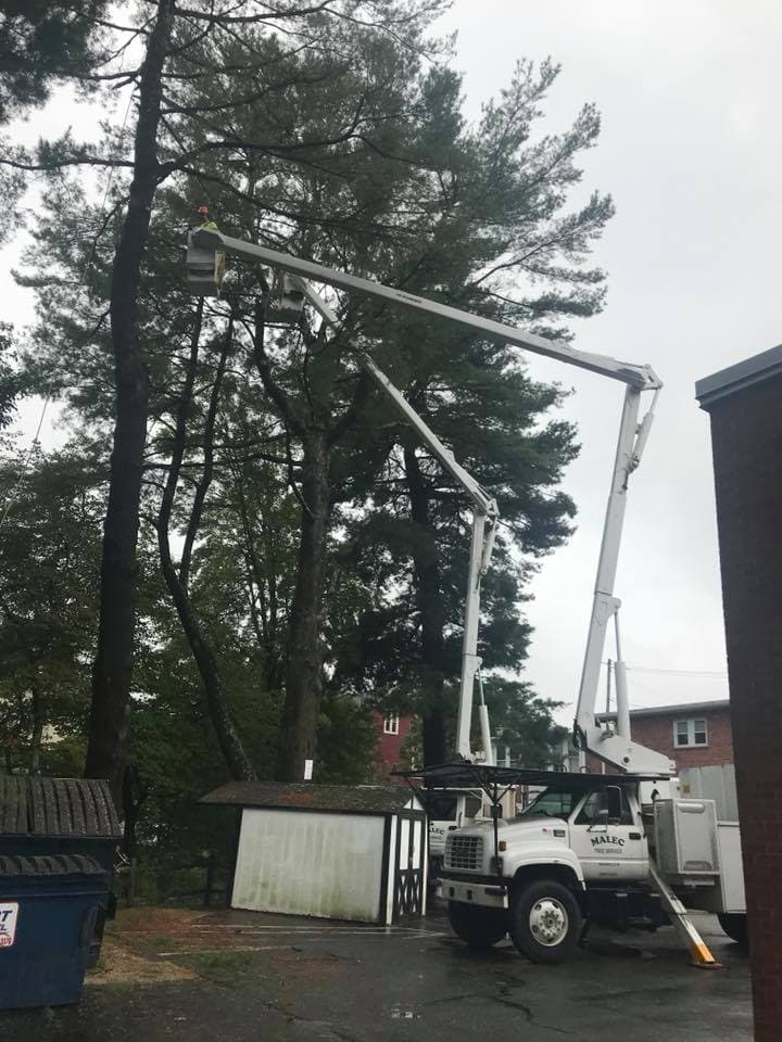 Malec Tree Services