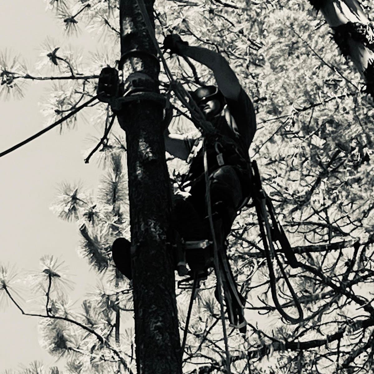 Cornerstone Construction & Tree Service LLC #252925