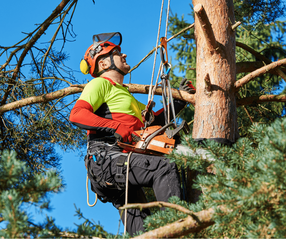 Right Way Tree Service, Inc.